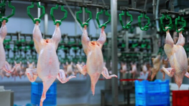 Carcasses of the chickens are moved by the conveyor belt at food factory. Poultry prepared for packaging at the enterprise.