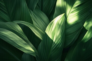 A close up of a leafy green plant with a bright sun shining on it