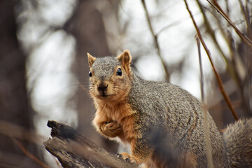 squirrel on a tree