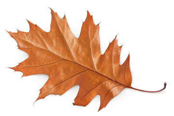 Autumn oak leaf isolated on white background. Fall season foliage. Top view. Flat lay