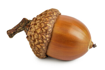 Brown acorn oak nut isolated on white background