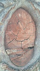 Brown texture of a tree with knots and cracks