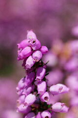 Pink bell heather flowers in close up
