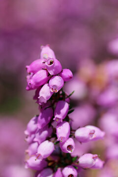 Pink bell heather flowers in close up