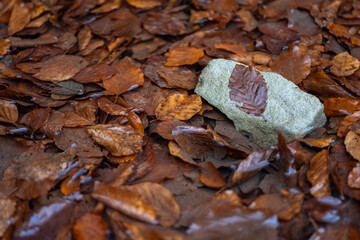 A stone lying in a puddle with fallen beech leaves.
