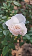 Close-up of a white rose among green plants