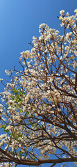 flowering tree