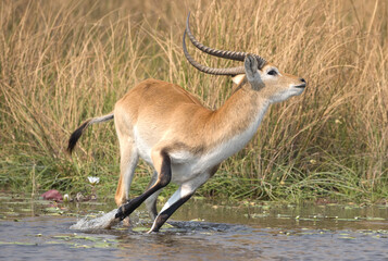 Lechwe in the swamp lands of Botswana, Africa.