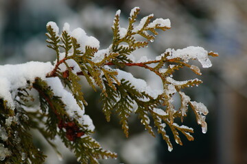 Zweig mit Schnee