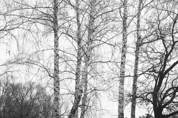 black-and-white photo with white birches