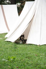 Pies czuwający nad namiotem wikingów w Polskim Cieszynie © Kinga Domaradzka