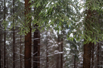 Snow on green spruce needles in the forest.

