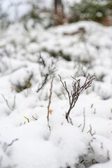 Bare blueberry twigs in the forest with snow.

