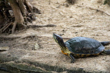 turtle on the sand