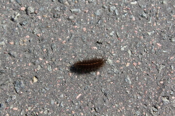 Caterpillar on asphalt