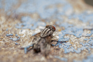 Close-up of a fly viewed from behind.