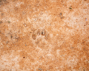 footprint on sand 