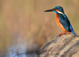 un pajaro martin pescador en un posadero en un lago