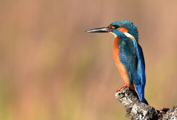 un pajaro martin pescador en un posadero en un lago