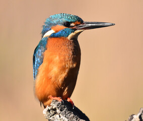 un pajaro martin pescador en un posadero en un lago