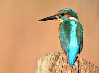 un pajaro martin pescador en un posadero en un lago