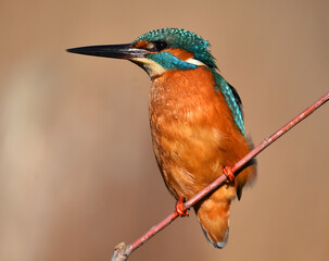 un pajaro martin pescador en un posadero en un lago