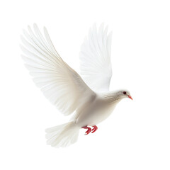 White dove peace pigeon bird fly background olive sky world. Isolated religion dove white peace animal religious branch hope freedom black spirit holy light day icon independence spiritual love twig