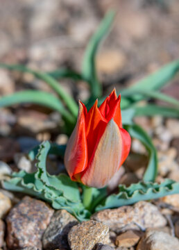 Close-up of Solitary Red Species Native Tulip Bud in Rocky Garden