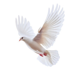 Obraz premium White dove peace pigeon bird fly background olive sky world. Isolated religion dove white peace animal religious branch hope freedom black spirit holy light day icon independence spiritual love twig