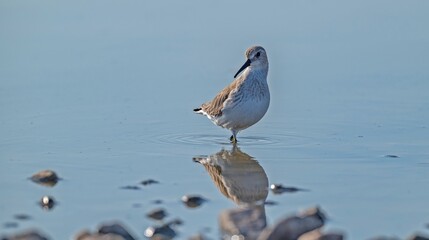 Curlew Sandpiper (Calidris ferruginea) breeds in the Arctic Sea lowlands in the Arctic. It is seen in the northern parts of Asia, Europe and America.