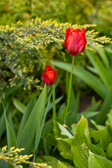 Vibrant red tulips blooming among lush green leaves and decorative juniper branches in a sunlit spring garden, showcasing the harmony of bright flowers and textured foliage on a warm, tranquil day