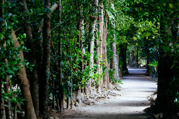 備瀬のフクギ並木