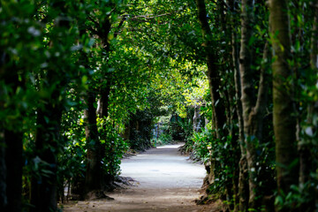 備瀬のフクギ並木