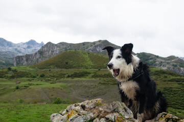 Border collie dog in the Picos de Europa. Asturias - Spain