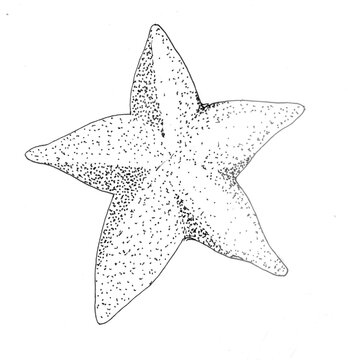 star on white background