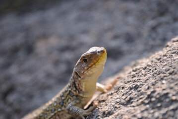 Macro photography of a small lizard standing on a rock basking in the sun to keep warm, animal world and nature