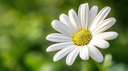 Obraz premium Close-Up of a Beautiful White Daisy Flower in Natural Garden Setting