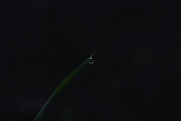 Dew or rain drops on fresh green wheat on sunrise. Nice bokeh effect of early morning golden hour. Meditation of plants birds and insects. Sun glares in a village. Kyiv, Ukraine. High resolution.	