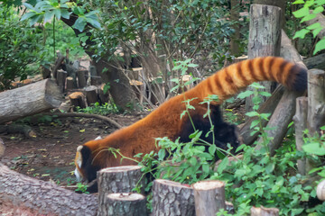 Chengdu Research Base of Giant Panda Breeding and Panda museum (was founded in 1987). The red...