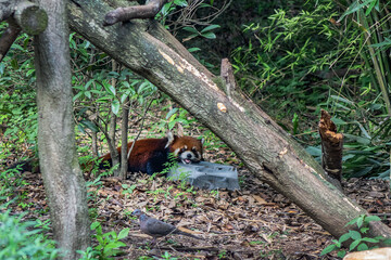 Chengdu Research Base of Giant Panda Breeding and Panda museum (was founded in 1987). The red panda, or bear-cat in nature. Chengdu, China.