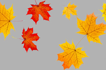 Autumn leaves on a gray background. Autumn leaves on a gray background. A flying background of leaves in autumn colored gray. Flying leaves on a gray autumn lifestyle background.