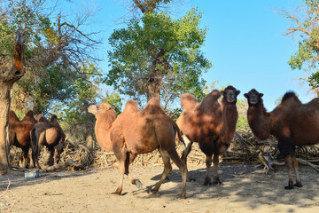 Camels in Populus euphratica forest