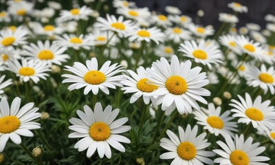 Fototapeta premium Peaceful atmosphere of white and yellow daisy flowers in full bloom, blossoms, peaceful, serene