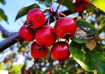red apples on a branch