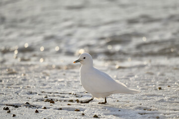 seagull on the beach