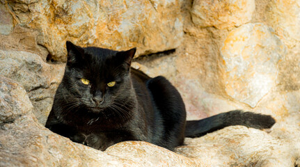 Black cat resting looking at the camera