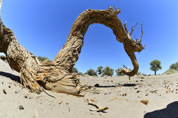 Populus euphratica trees in the desert