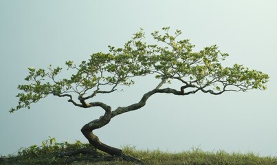 The bitterleaf tree, also known as the African tree, comes in various types, including Nan Fui Chao, Gymnanthemum extensum, and Vernonia amygdalina.