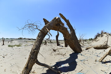 Fototapeta premium Populus euphratica trees in the desert
