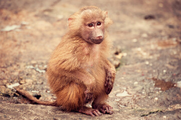 A young baboon sitting on a rocky surface, looking thoughtful.